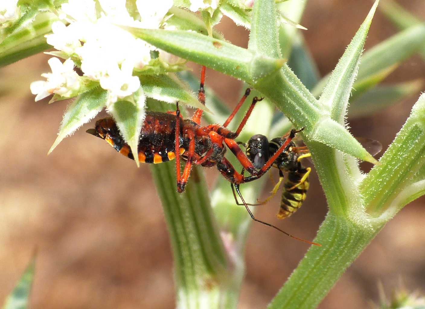 Rhinocoris erythropus con prede